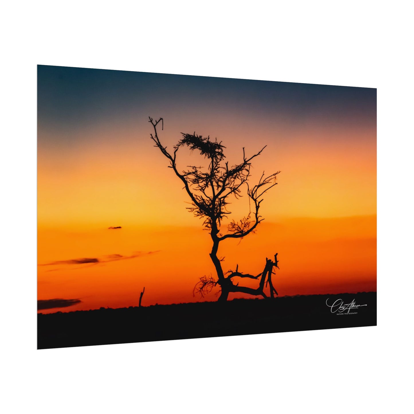 Rolled Posters - Sunset over the Kalahari