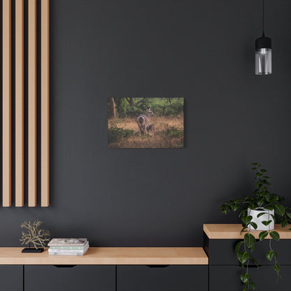 Matte Canvas, Stretched, 1.25" - Waterbuck and Baby