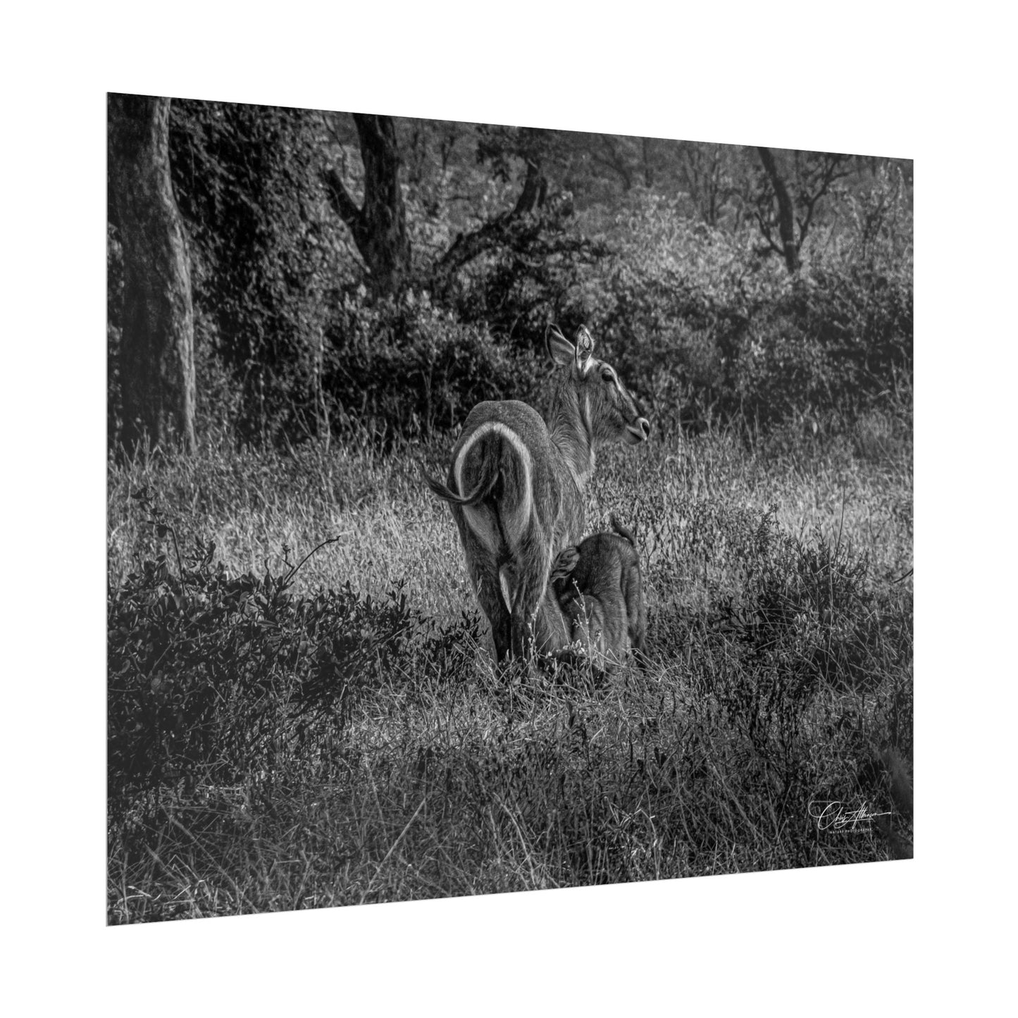 Waterbuck Baby Animal Posters B&W