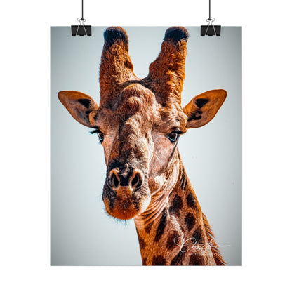 Portrait of Giraffe Poster