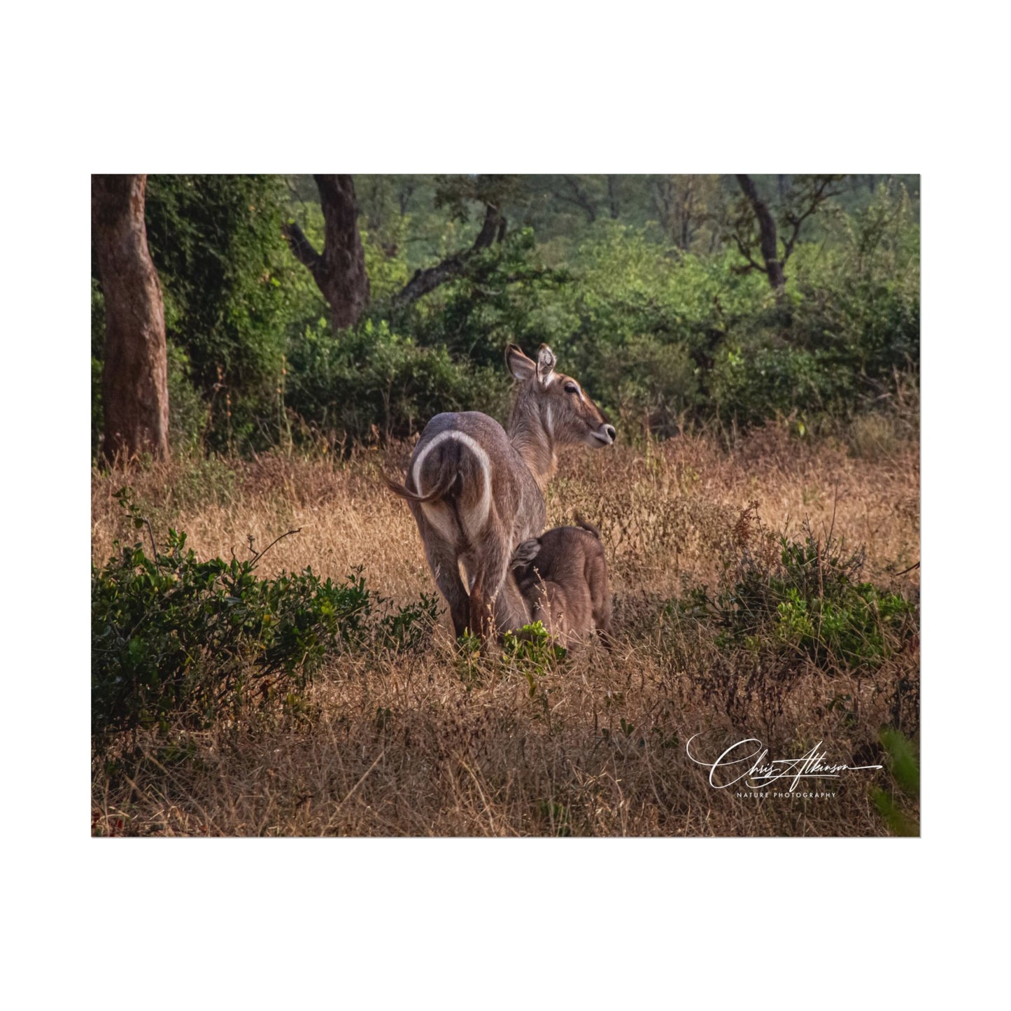 Rolled Posters - Waterbuck and Baby