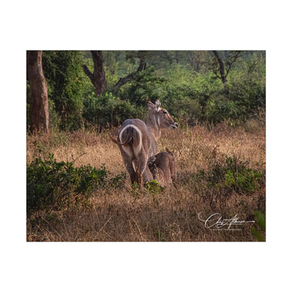 Rolled Posters - Waterbuck and Baby