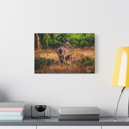 Waterbuck Nature Prints Matte Canvas