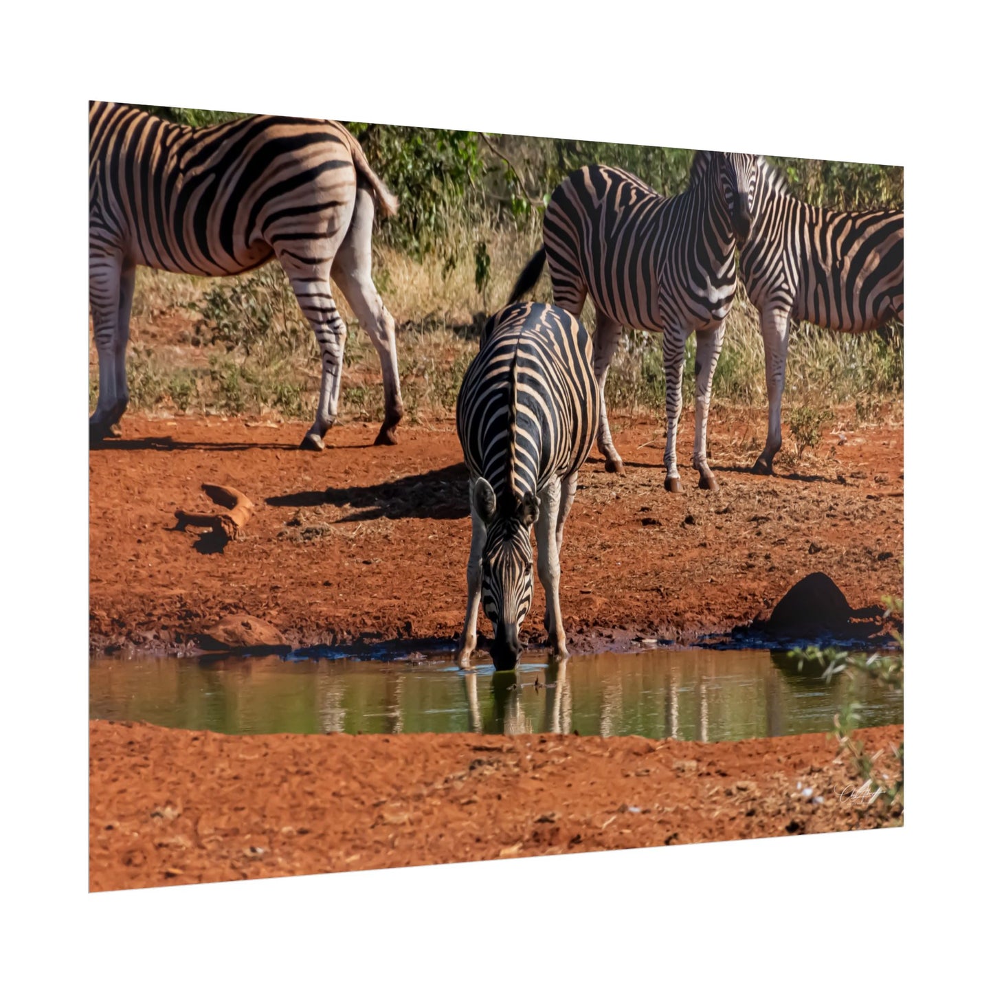 Rolled Posters - Zebra at Waterhole