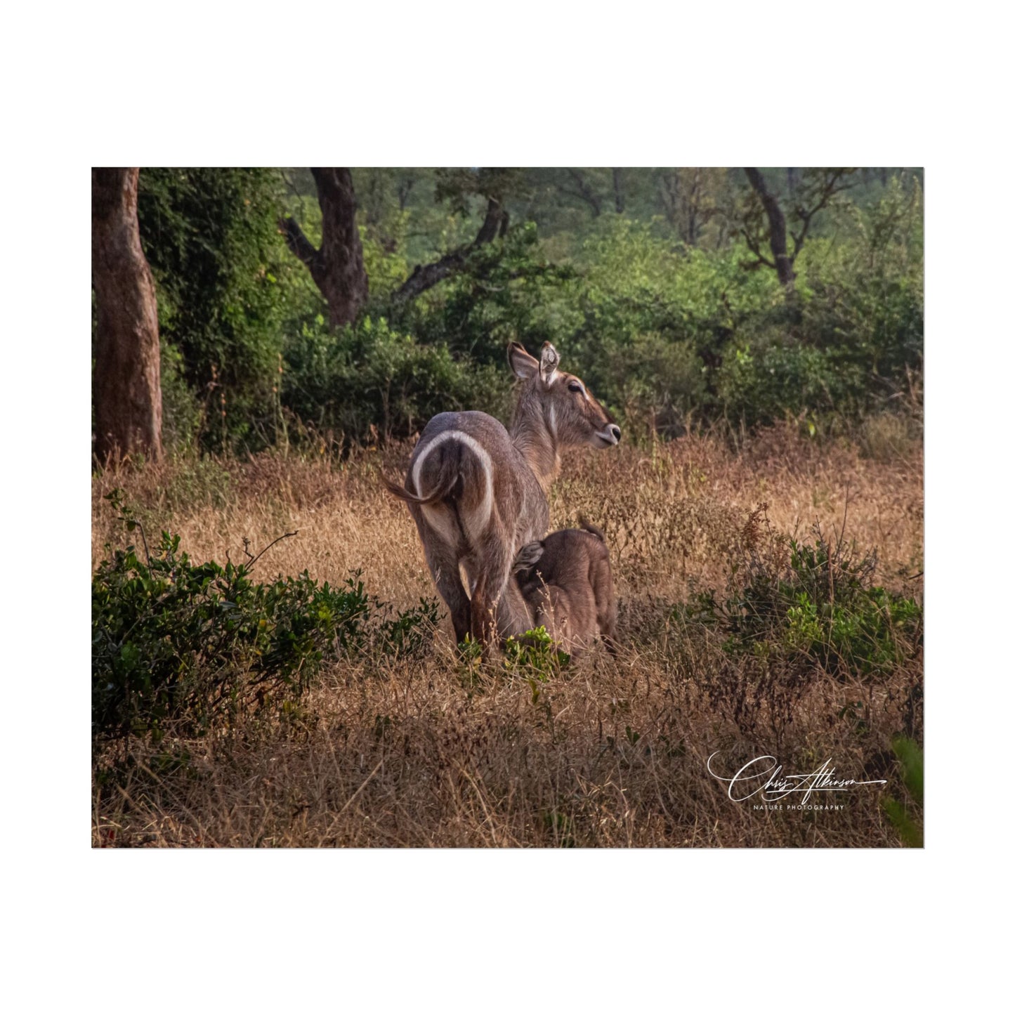 Rolled Posters - Waterbuck and Baby