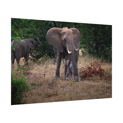 Rolled Posters - Elephant and Baby