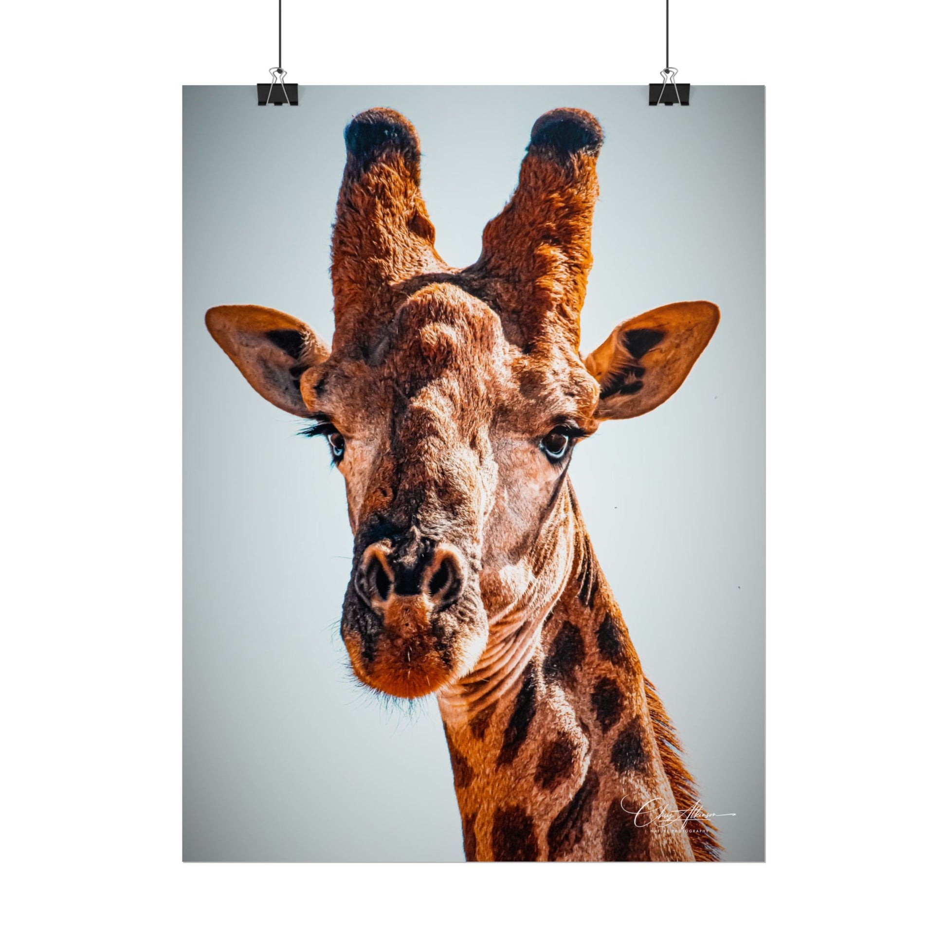 Portrait of Giraffe Poster