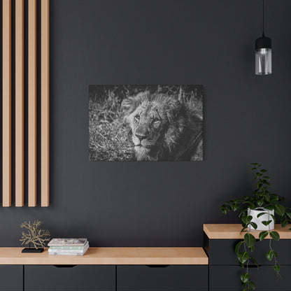 Old Lion Canvas Print B&W