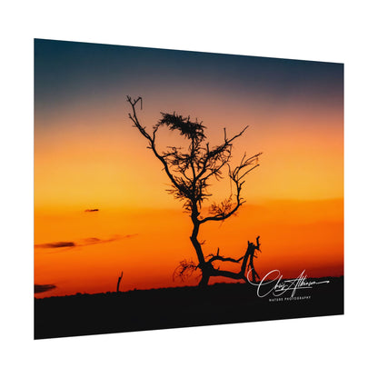 Rolled Posters - Sunset over the Kalahari