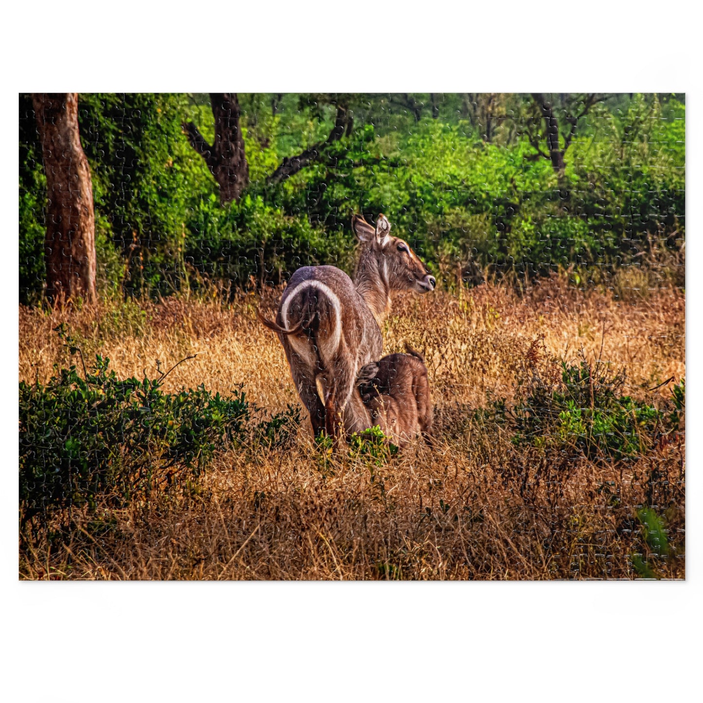 Waterbuck Photo Jigsaw Puzzle with Tin 21" × 15.5" (500 pcs)