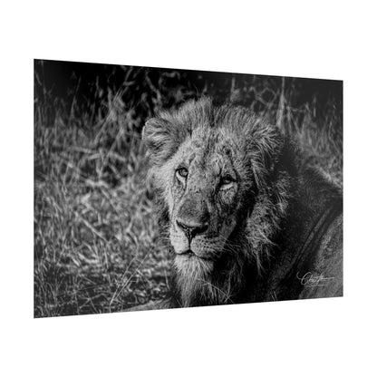 Rolled Posters - Old Lion B&W