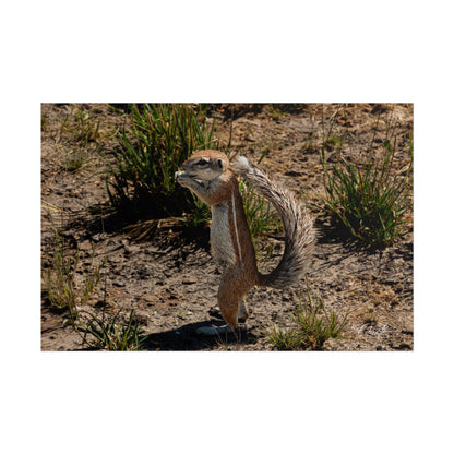 Rolled Posters - Ground Squirrel