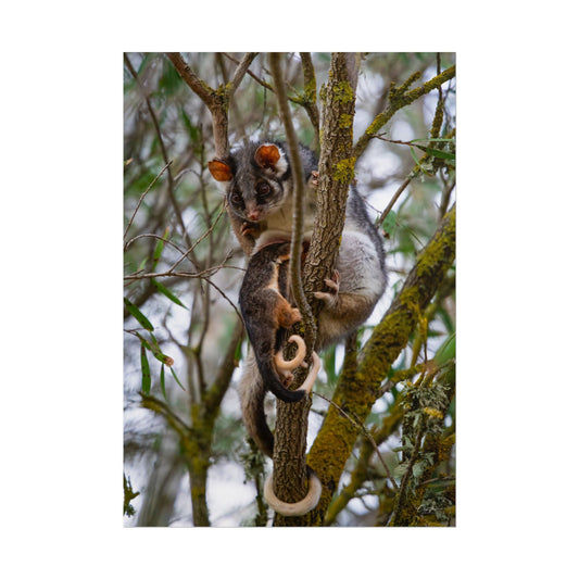 Rolled Posters - Possum and Joey