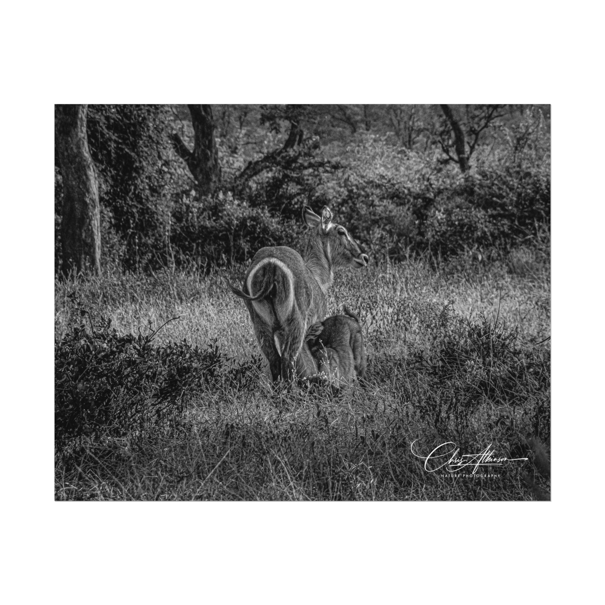 Waterbuck Baby Animal Posters B&W