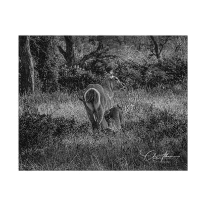 Waterbuck Baby Animal Posters B&W