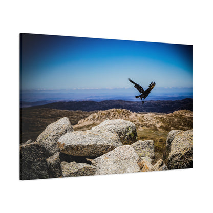 Little Raven Mt Kosciuszko Canvas Print