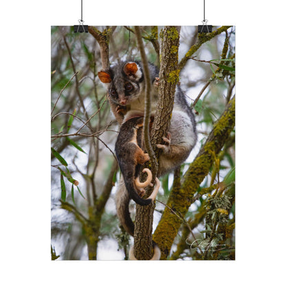 Rolled Posters - Possum and Joey