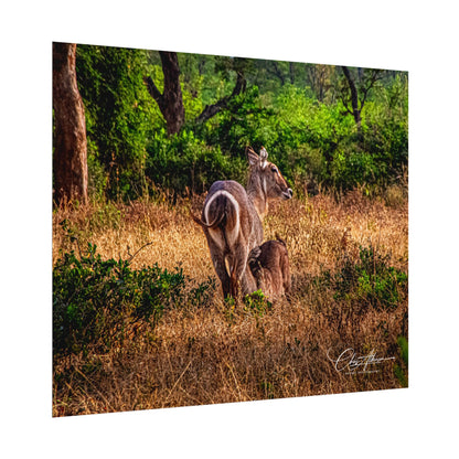 Rolled Posters - Waterbuck and Baby