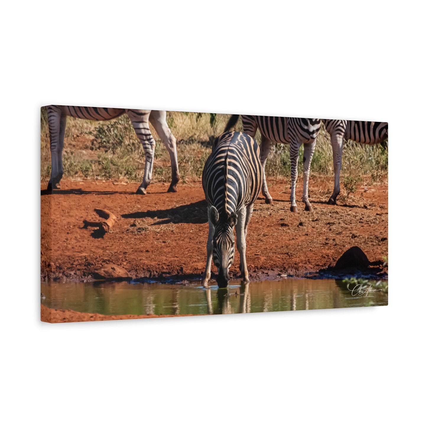 Matte Canvas, Stretched, 1.25" - Zebra at Waterhole