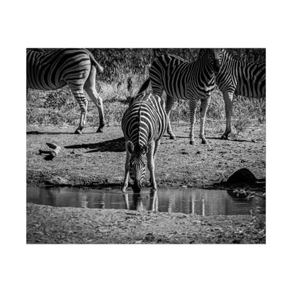 Rolled Posters - Zebra at Waterhole B&W