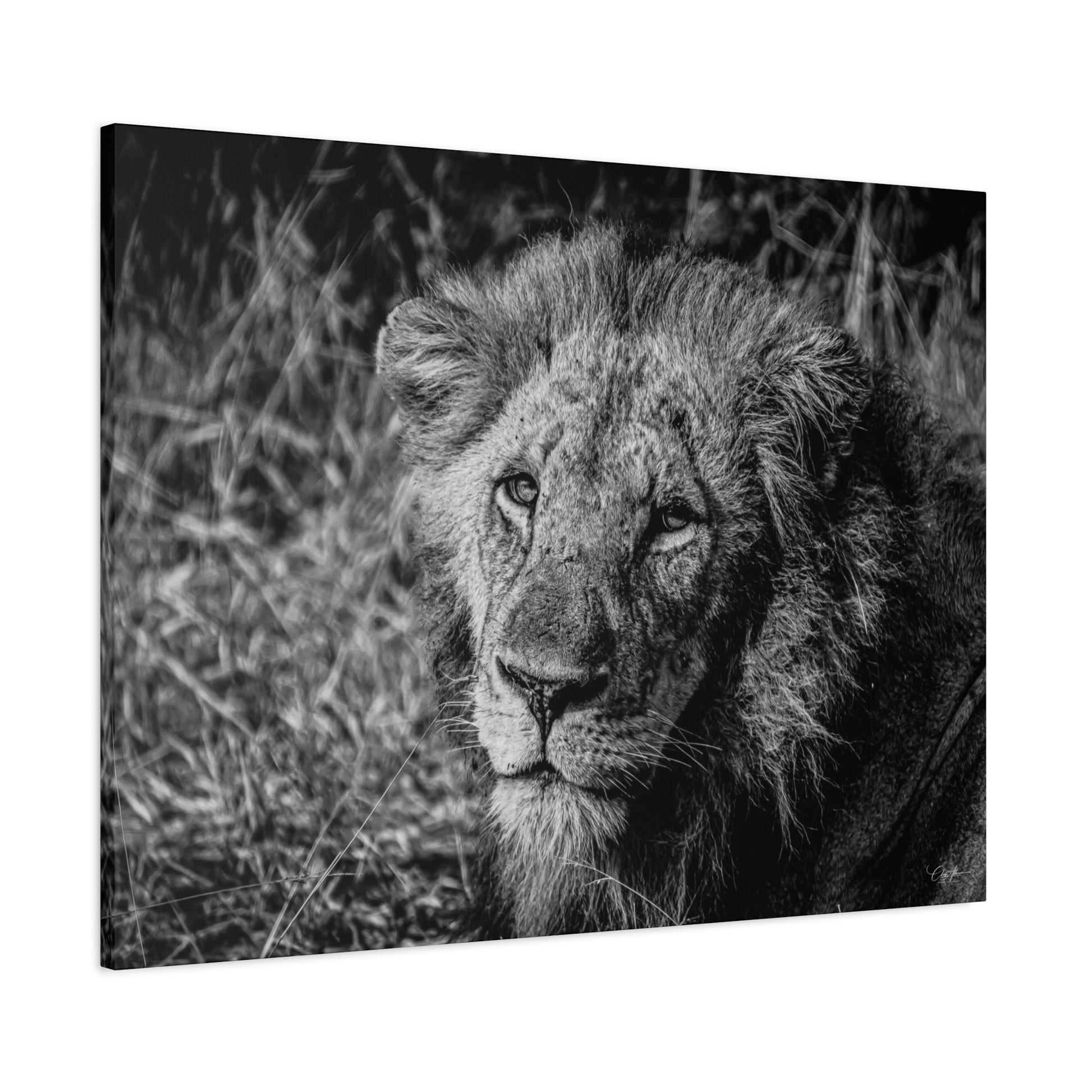 Old Lion Canvas Print B&W