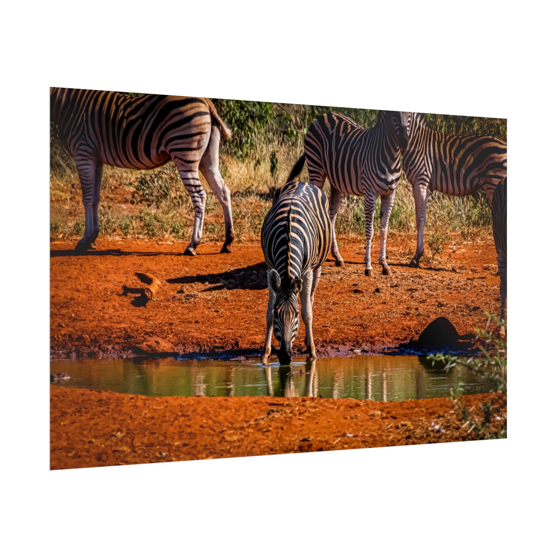 Rolled Posters - Zebra at Waterhole