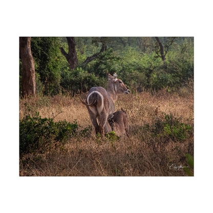 Rolled Posters - Waterbuck and Baby