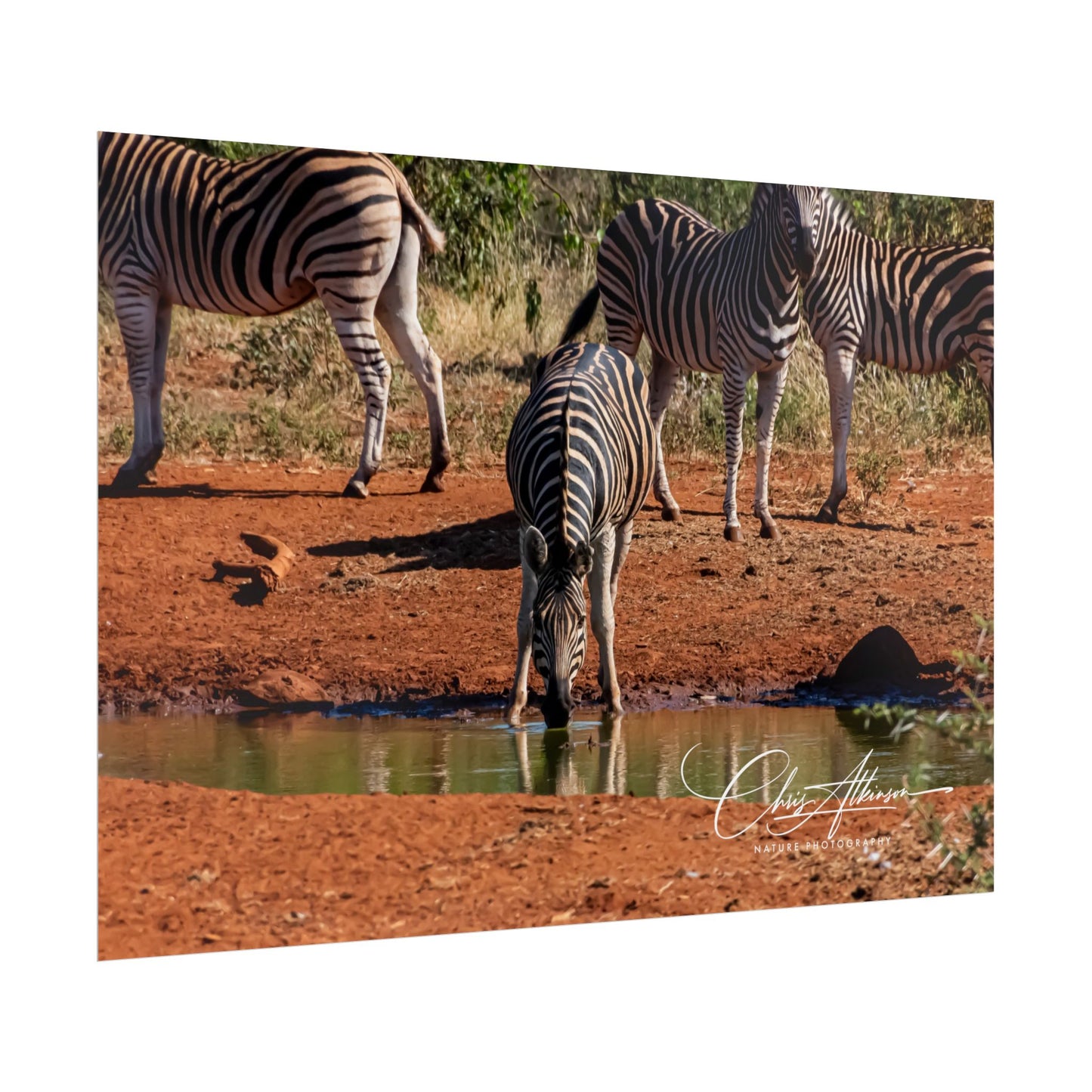 Rolled Posters - Zebra at Waterhole