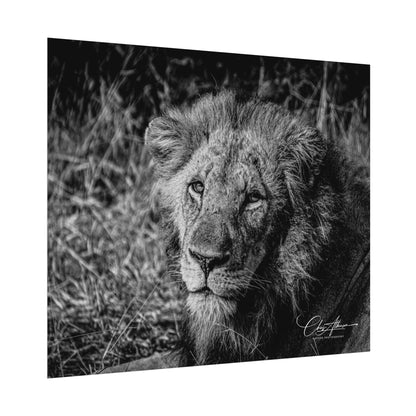 Rolled Posters - Old Lion B&W