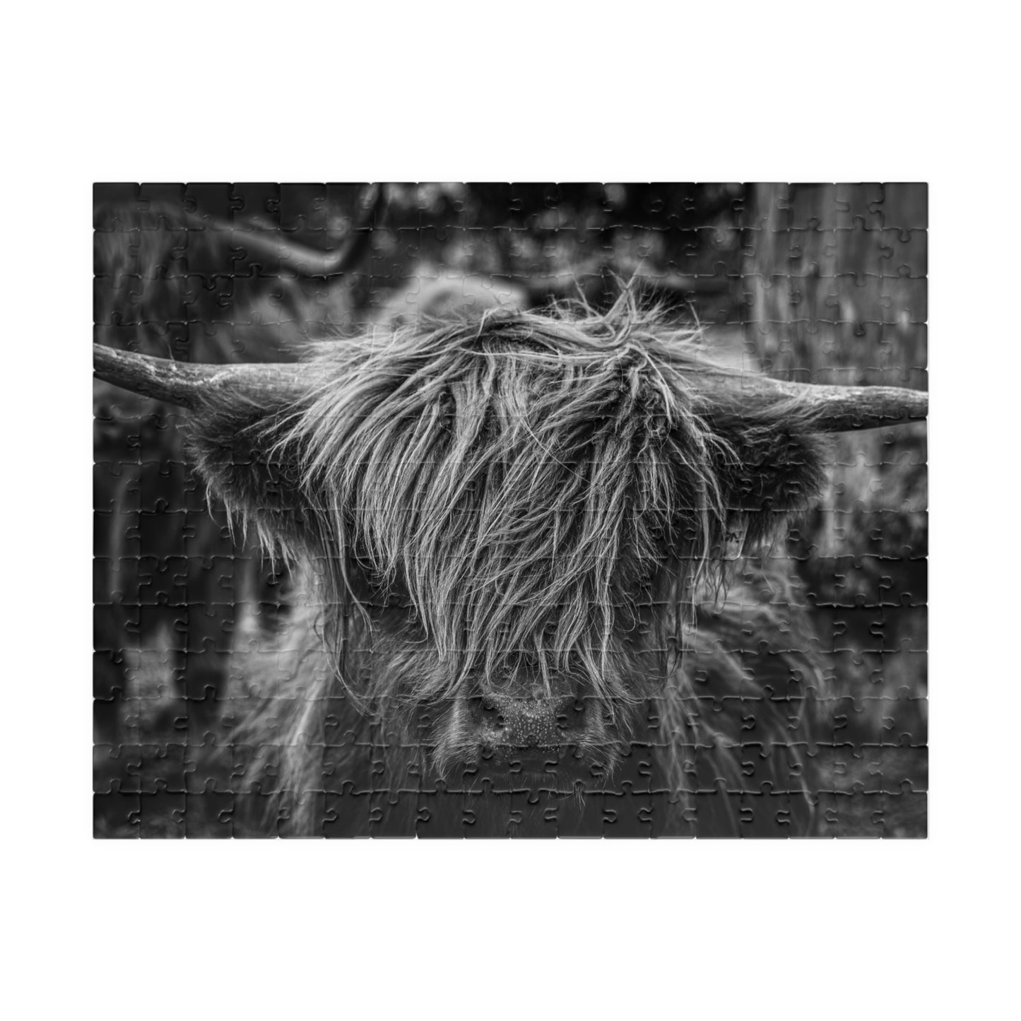 Scottish Highland Cattle Puzzle B&W 252 pcs (Horizontal)