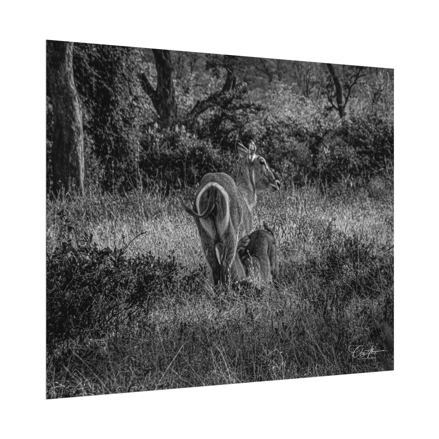 Waterbuck Baby Animal Posters B&W