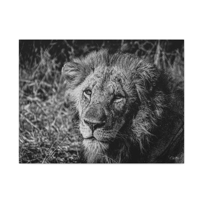 Old Lion Canvas Print B&W 32" x 24" (Horizontal) 1.25"