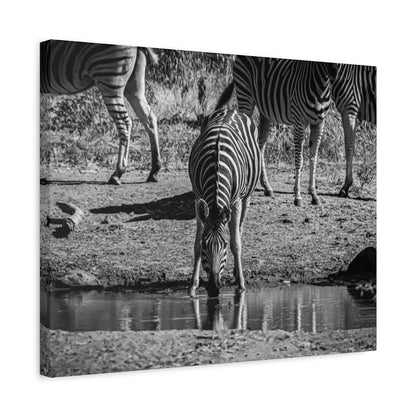 Zebra Nature Print Canvas Print B&W