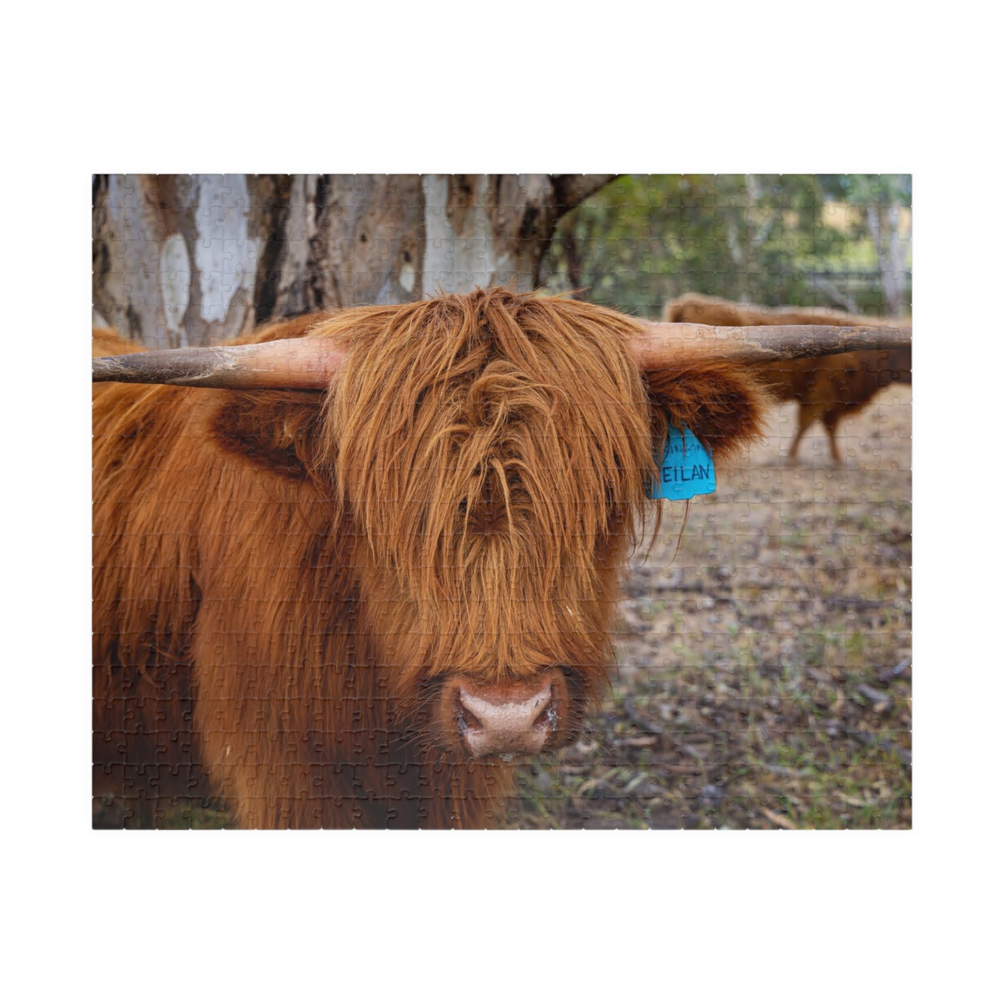 Scottish Highland Cattle Puzzle