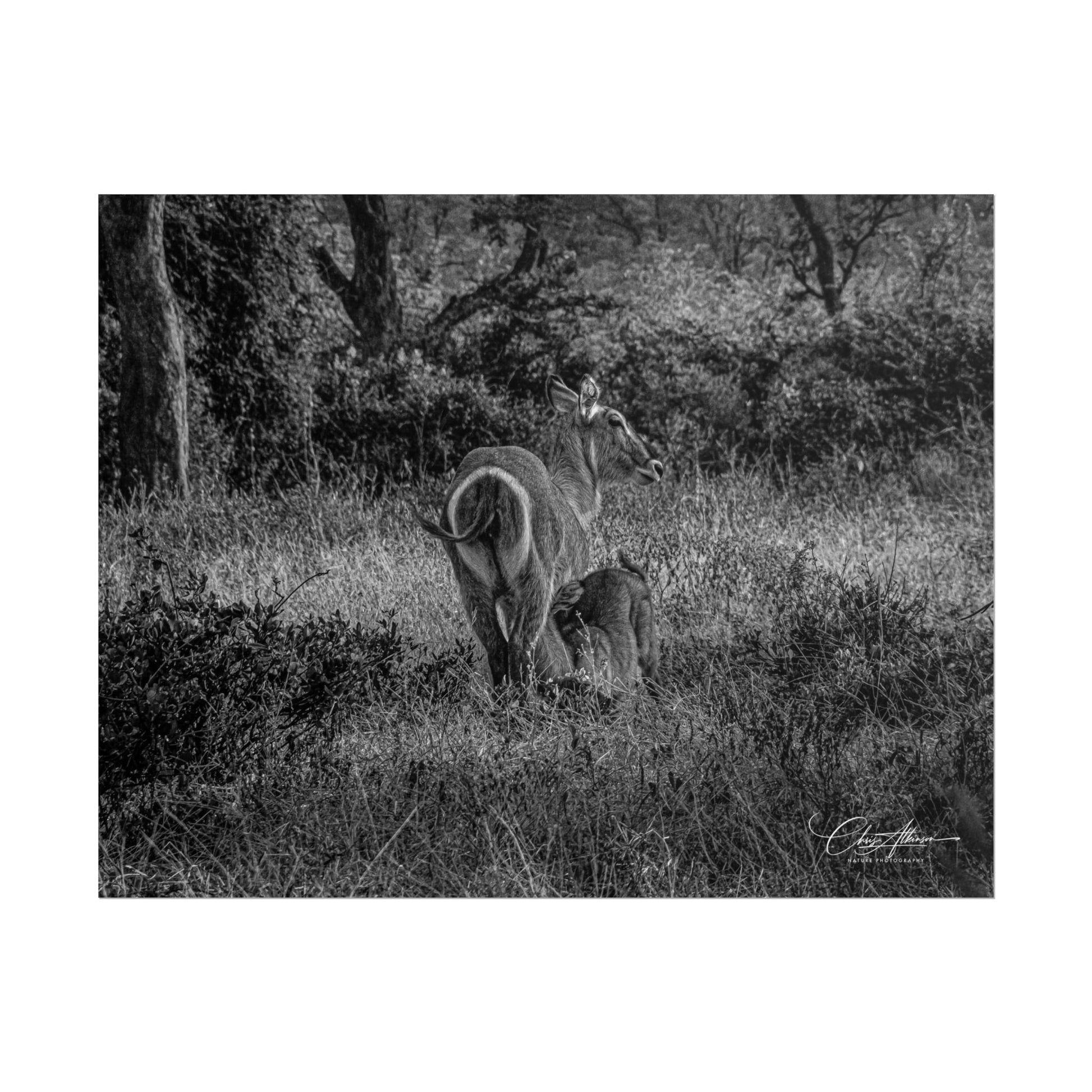 Waterbuck Baby Animal Posters B&W