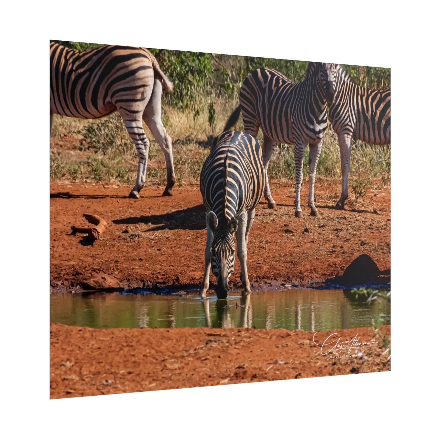 Rolled Posters - Zebra at Waterhole