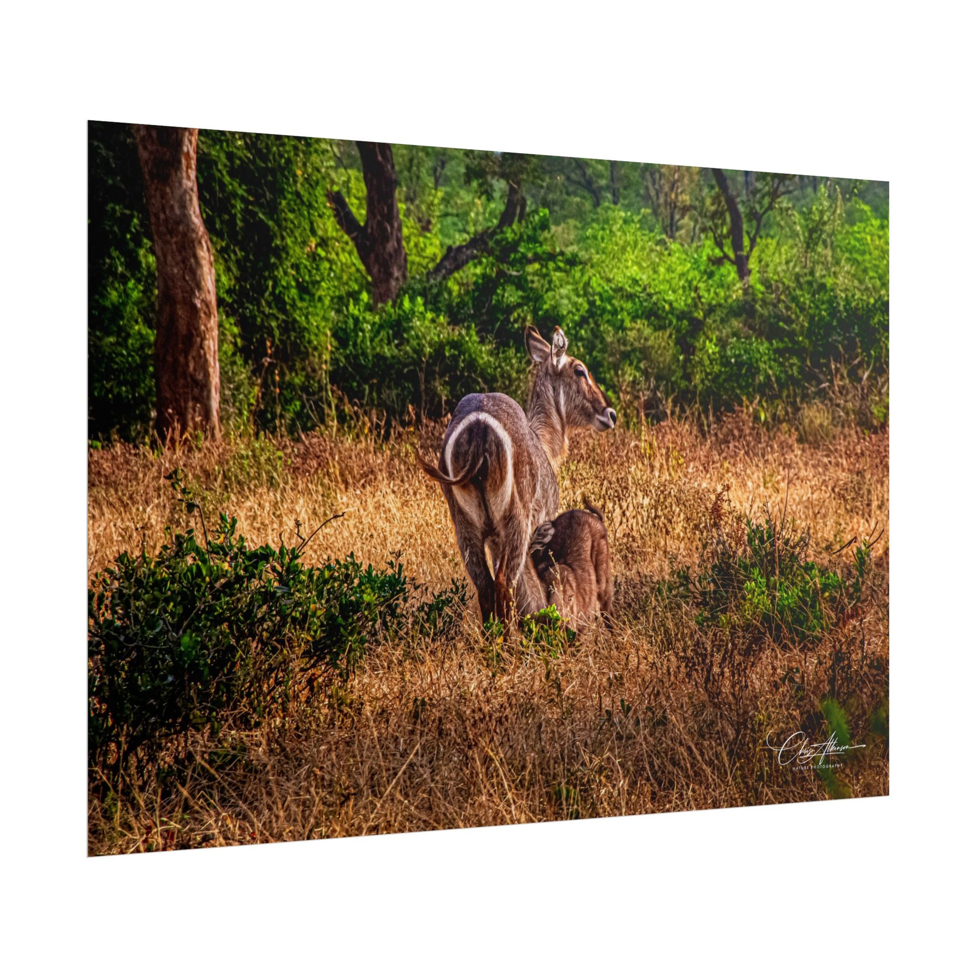 Rolled Posters - Waterbuck and Baby