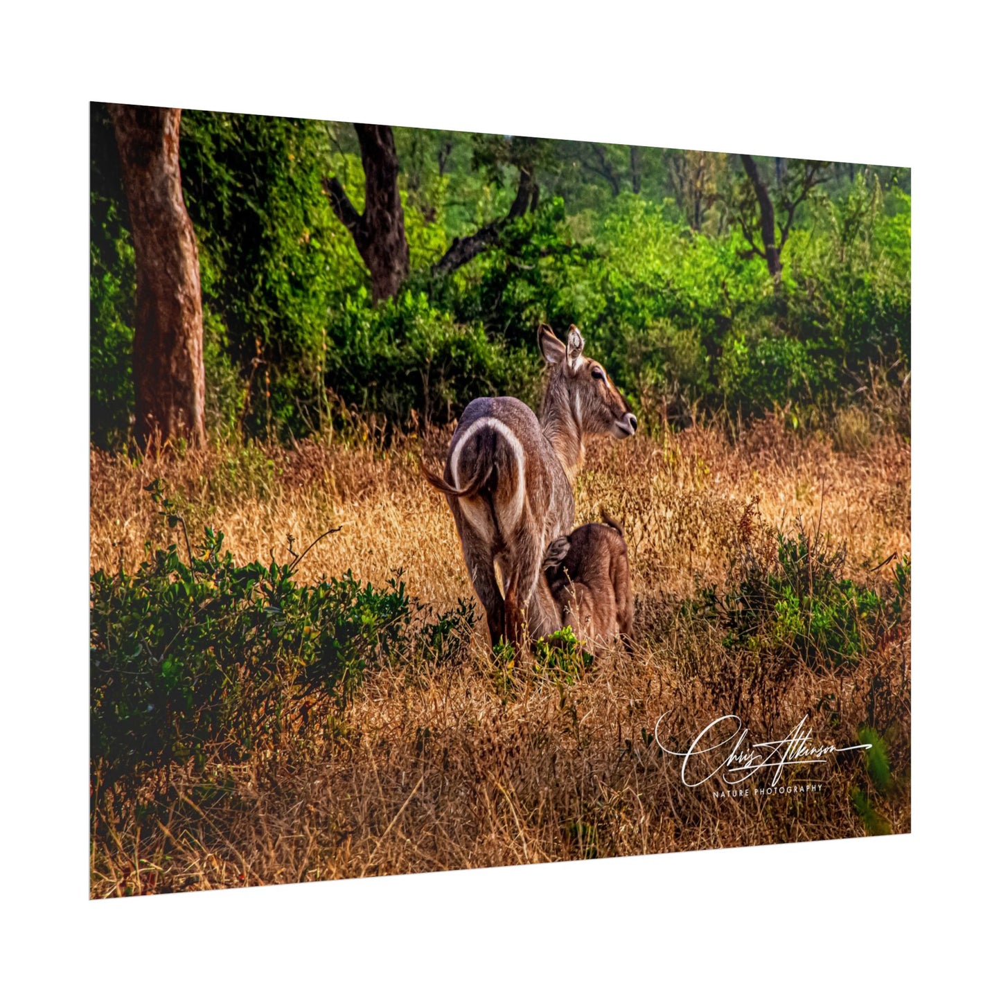 Rolled Posters - Waterbuck and Baby