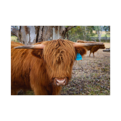 Rolled Posters - Scottish Highland Cattle