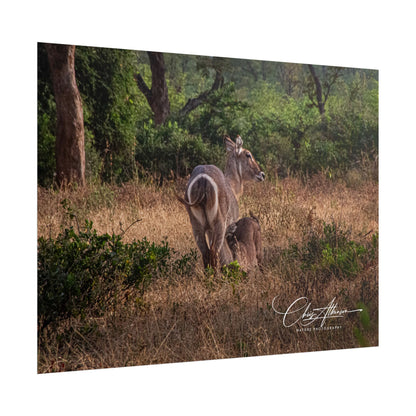 Rolled Posters - Waterbuck and Baby