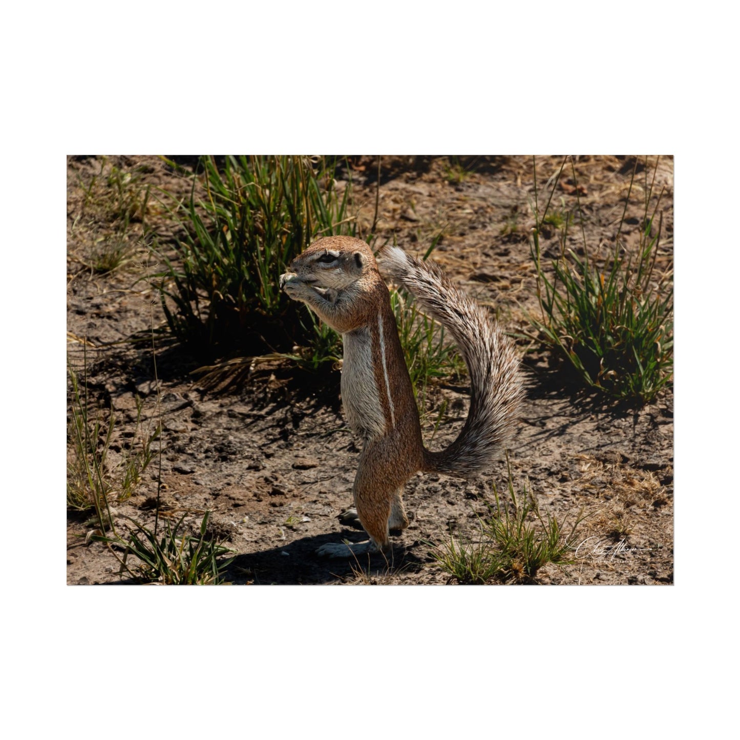 Rolled Posters - Ground Squirrel