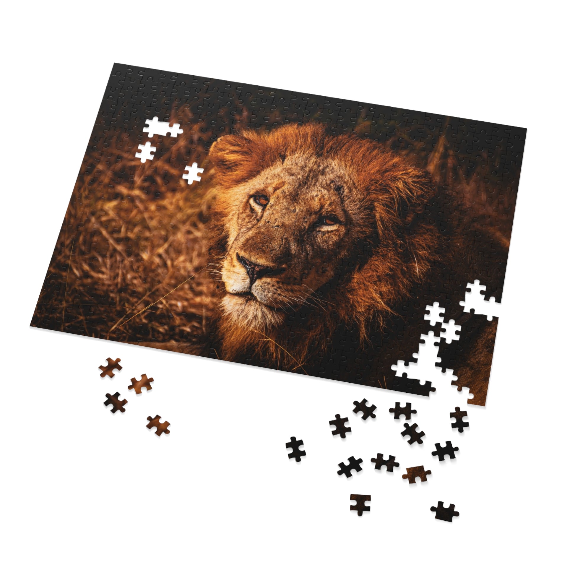 Majestic Old Lion Jigsaw Puzzle with Tin