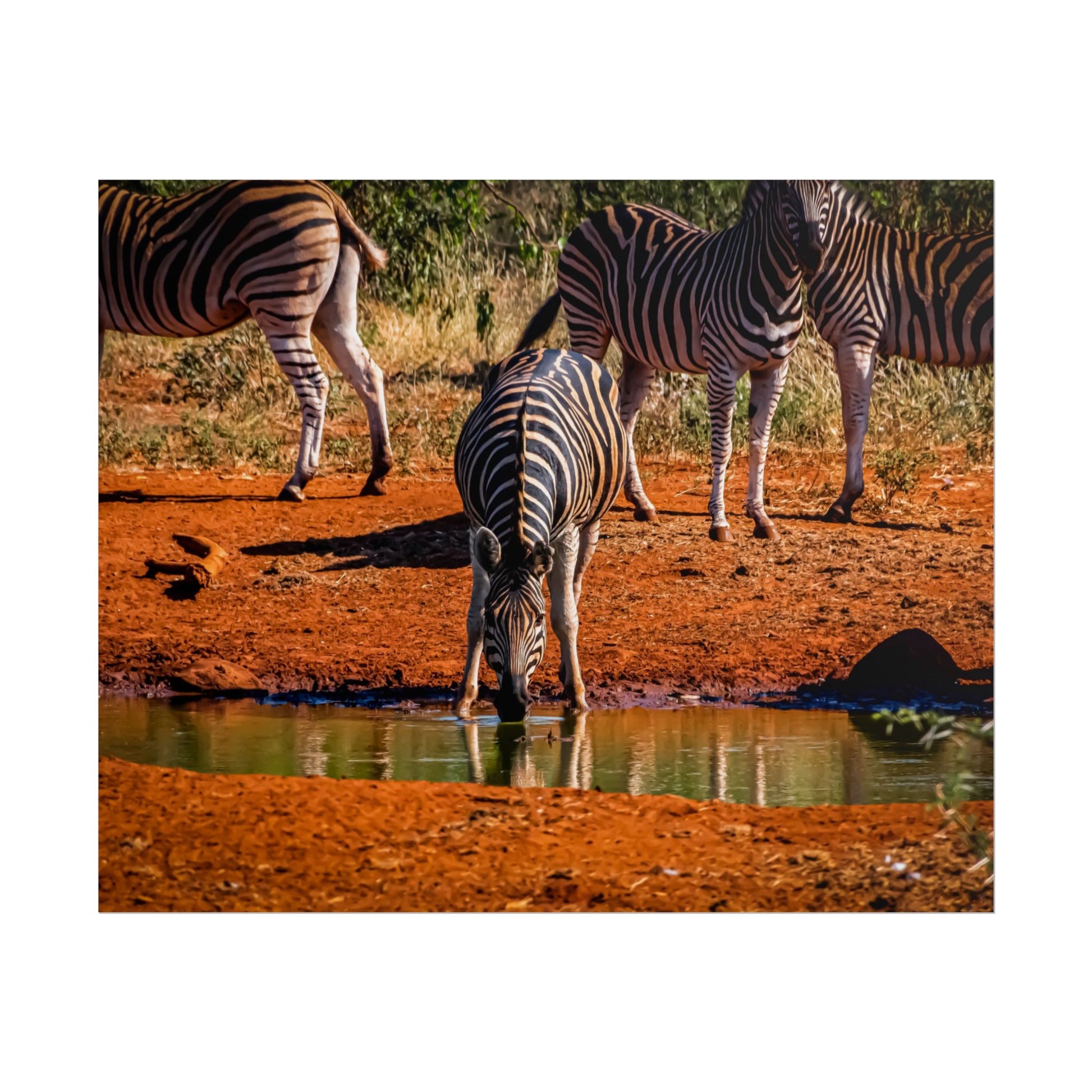 Rolled Posters - Zebra at Waterhole