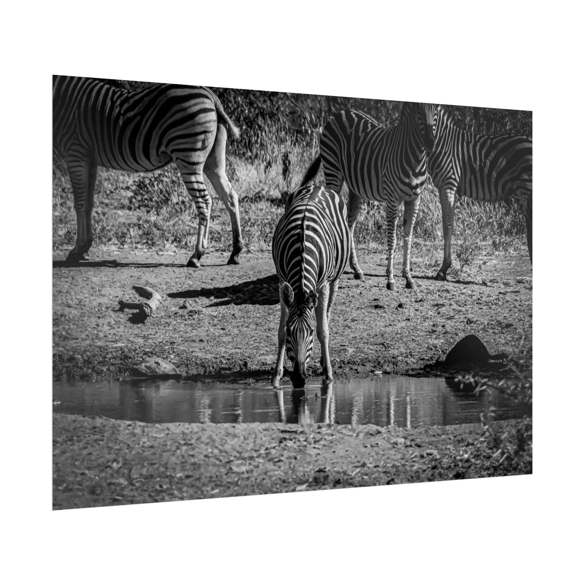 Rolled Posters - Zebra at Waterhole B&W