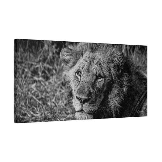 Old Lion Canvas Print B&W 30" x 15" (Horizontal) 1.25"