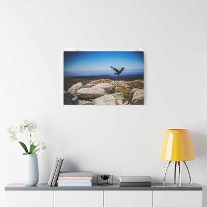 Little Raven Mt Kosciuszko Canvas Print