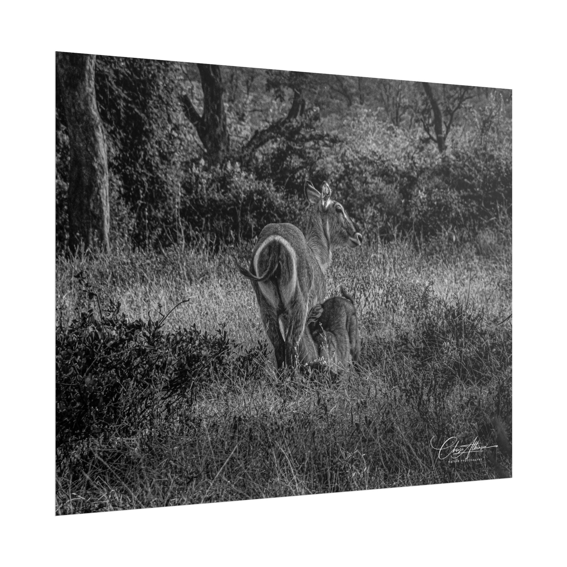 Waterbuck Baby Animal Posters B&W