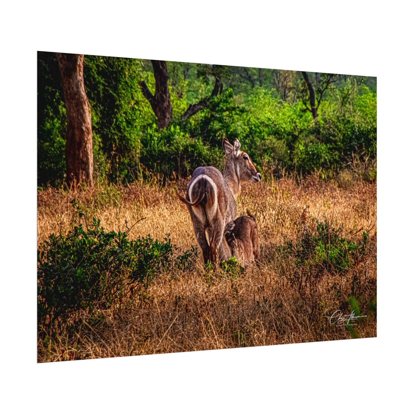 Rolled Posters - Waterbuck and Baby