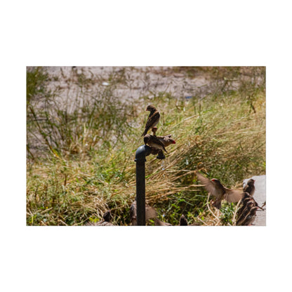 Rolled Posters - Birds and Dripping Tap