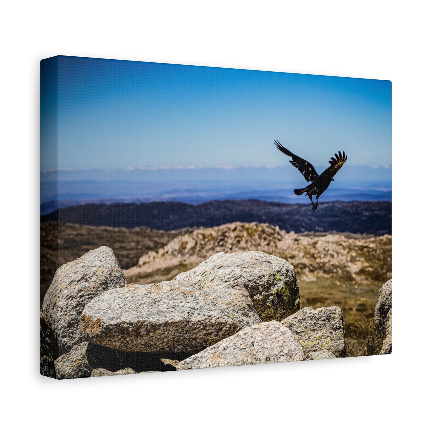 Little Raven Mt Kosciuszko Canvas Print